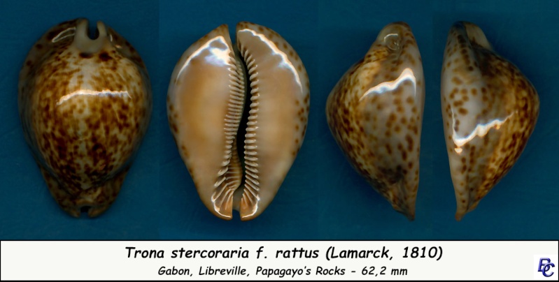 Trona stercoraria var. rattus (Lamarck, 1810) voir Trona stercoraria var. tumulosa (Meuschen, 1778) - Page 2 Sterco19