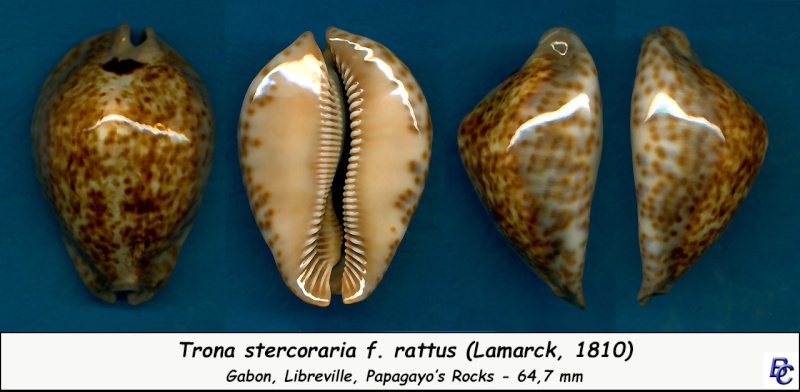 Trona stercoraria var. rattus (Lamarck, 1810) voir Trona stercoraria var. tumulosa (Meuschen, 1778) - Page 2 Sterco21