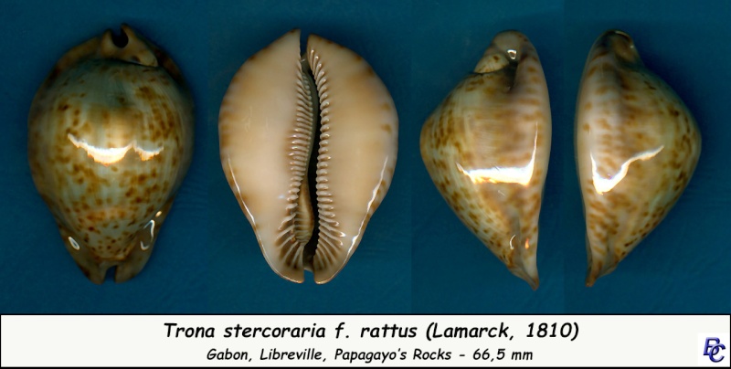 Trona stercoraria var. rattus ou Trona stercoraria var. tumulosa voir Trona stercoraria - Page 2 Sterco22