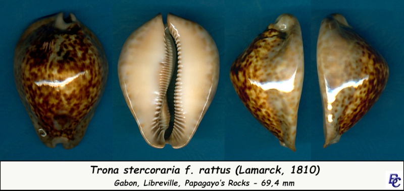 Trona stercoraria var. rattus (Lamarck, 1810) voir Trona stercoraria var. tumulosa (Meuschen, 1778) - Page 2 Sterco23