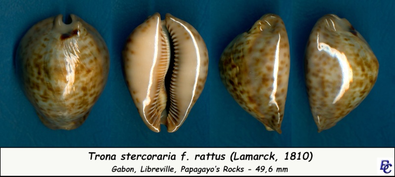 Trona stercoraria var. rattus (Lamarck, 1810) voir Trona stercoraria var. tumulosa (Meuschen, 1778) - Page 2 Sterco31