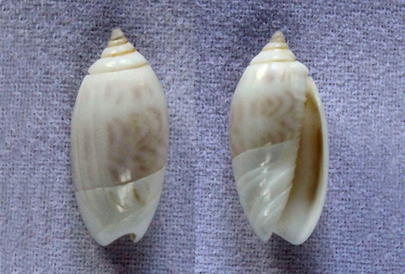 Olividae - Olivinae : Strephonella undatella undatella (Lamarck, 1811) - Worms = Oliva undatella (Lamarck, 1811)  Streph13