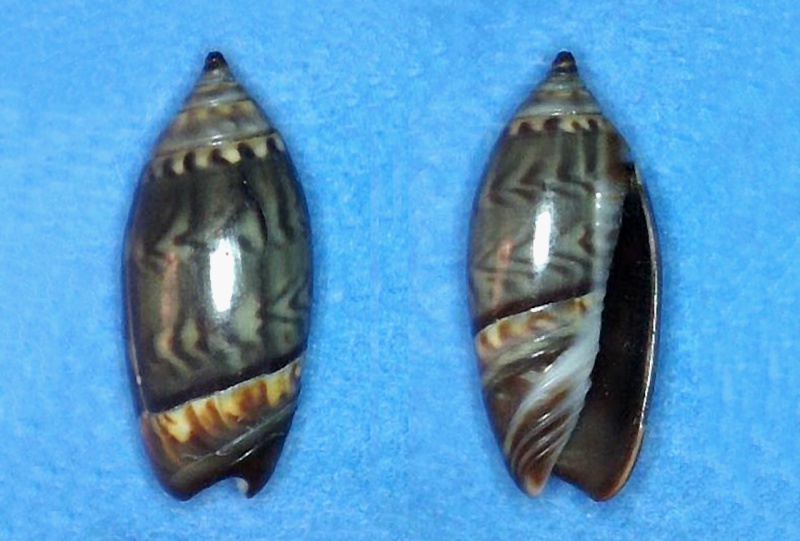 Olividae - Olivinae : Strephonella undatella equadoriana (Petuch & Sargent, 1986) - Worms = Oliva undatella Lamarck, 1811 Streph14