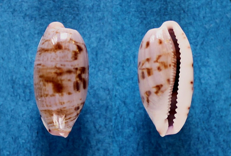 Talostolida violacincta - (Lorenz, 2002) Talost10