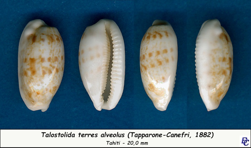Talostolida teres alveolus - (Tapparone-Canefri, 1882) Teres_10