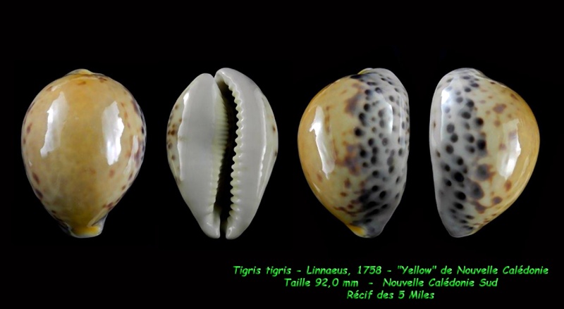 Cypraea tigris - Linnaeus, 1758 - "Yellow" de Nouvelle Calédonie Tigris16