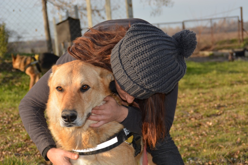 OSCAR BA mâle environ 6 ans grand gabarit (SOS Chiens de France) Dsc_0068