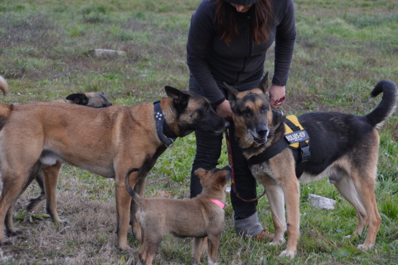 CASH  BA mâle 9/10 ans  (SOS Chiens de France) Dsc_0132