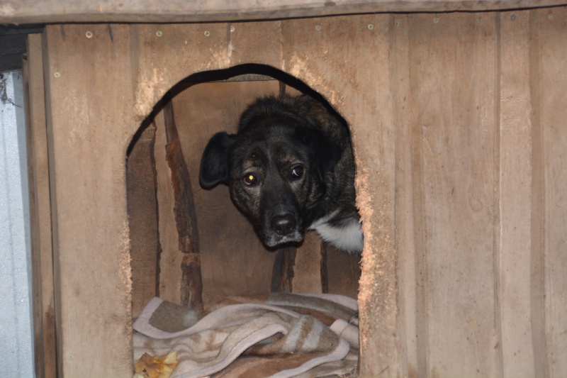 TANIA chienne X 2 ou 3 ans grand gabarit (SOS Chiens de France) Dsc_0136