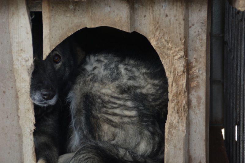 NATASHA 5 ans Berger yougoslave de Charplanina, grand gabarit (SOS Chiens de France) Dsc_0231