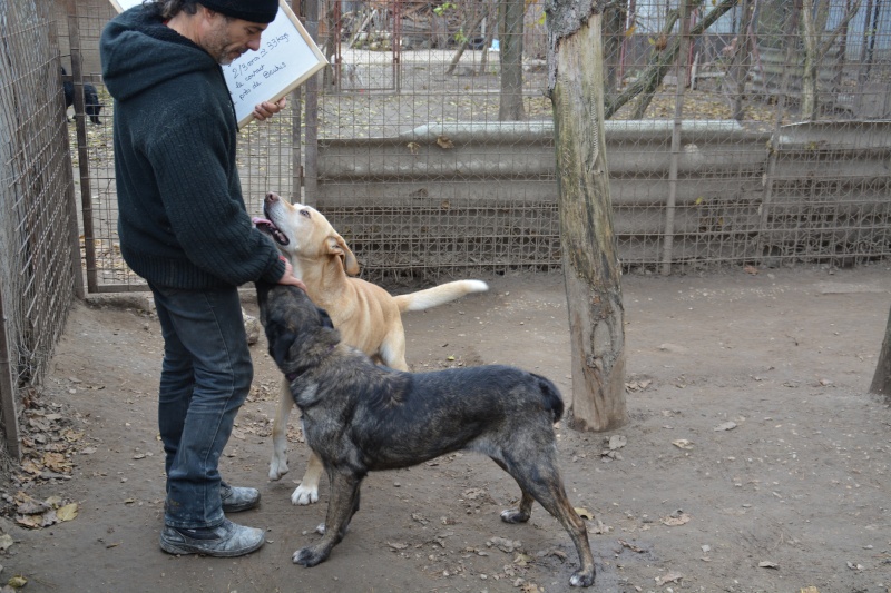 BRUTUS chien X labrador 2 ans environ grand gabarit (SOS Chiens de France) Dsc_0313