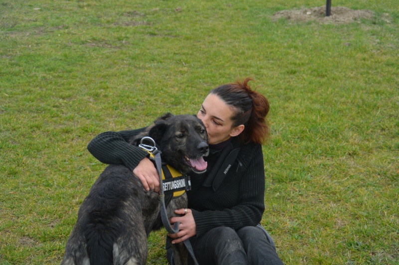 TANIA chienne X 2 ou 3 ans grand gabarit (SOS Chiens de France) Dsc_0414