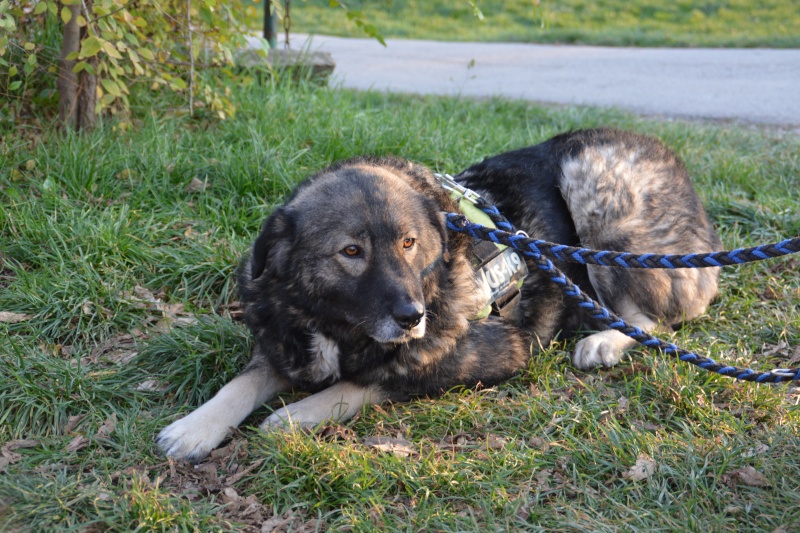 NATASHA 5 ans Berger yougoslave de Charplanina, grand gabarit (SOS Chiens de France) Dsc_0510