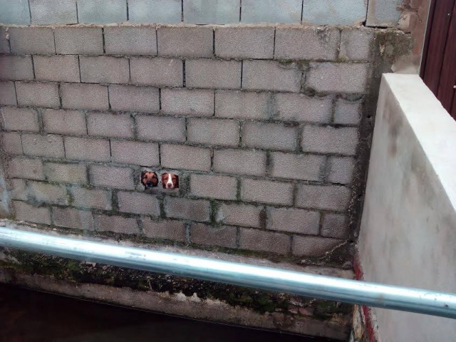 AU - Snoopy 12227010