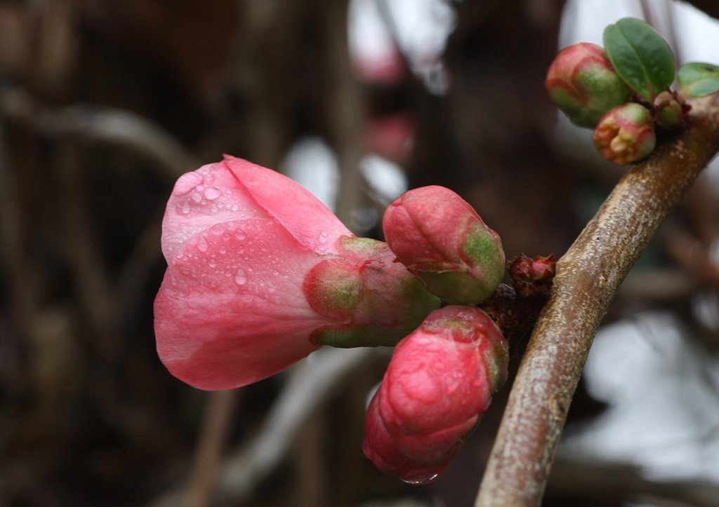 Fleurs de janvier 2016  1-img_69