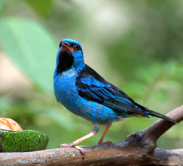Les merveilleux oiseaux du COSTA RICA 1-oise10