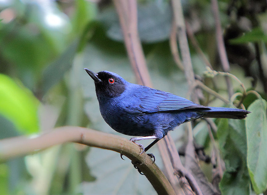 Les merveilleux oiseaux du COSTA RICA 1-perc10