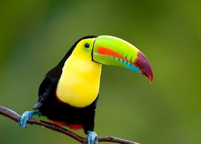Les merveilleux oiseaux du COSTA RICA 1-touc10