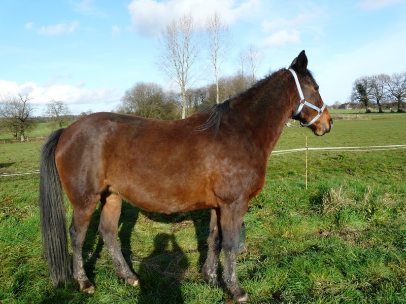 NODERIKA - TF née en 2001 - adoptée en mai 2016 par Sylvie 612