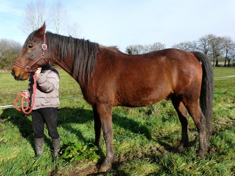 KIDD - TF né en 1998 - adopté en juin 2016 par Stéphanie  711