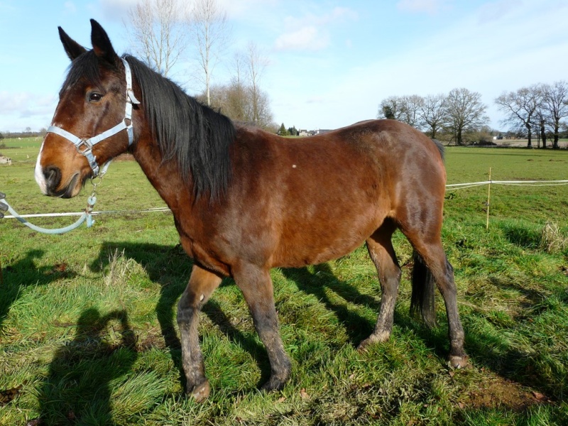 NODERIKA - TF née en 2001 - adoptée en mai 2016 par Sylvie 712