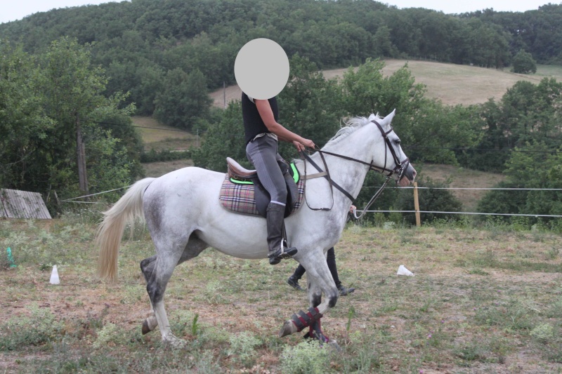 AUSTRAL - ONC Selle né en 2004 - placé par sa propriétaire Annonc10