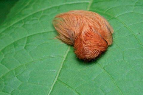 caterpillar teddy bear