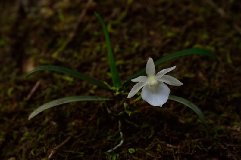 Angraecum cucullatum Angrae14