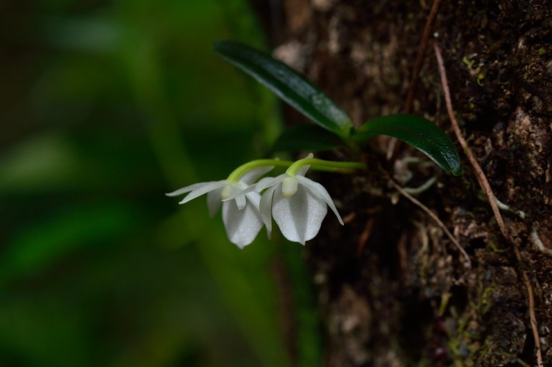 Angraecum cucullatum Angrae15