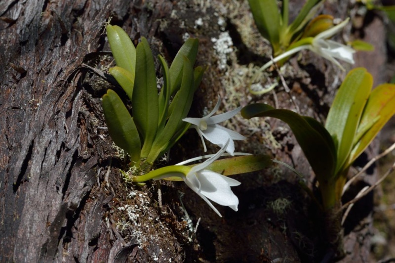 Angraecum borbonicum Angrae16