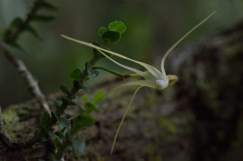 Quelques petites fleurs comme çà Bonnie10