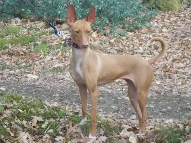 JEZABEL - podenca 2 ans - Asso Une Histoire de Galgos - Espagne 12717610