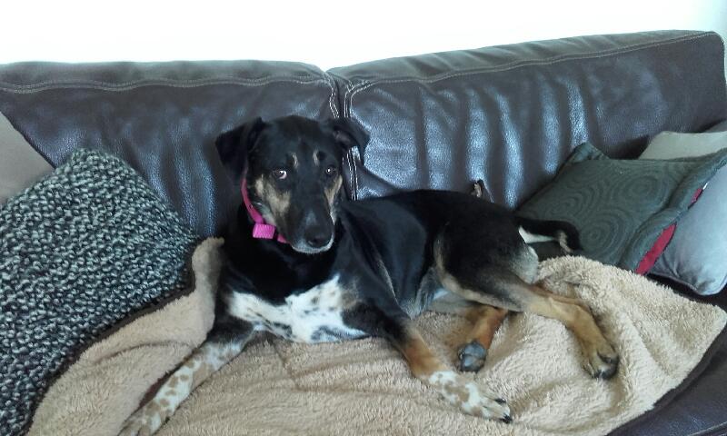 Sofia, puce très sociable, sauvée d'un raid des dog catchers, née en février 2013 20151110