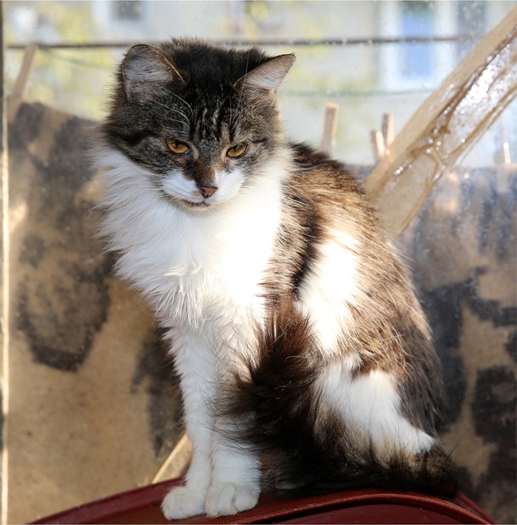 Parrainage des chats de Mme Angela Chats_14