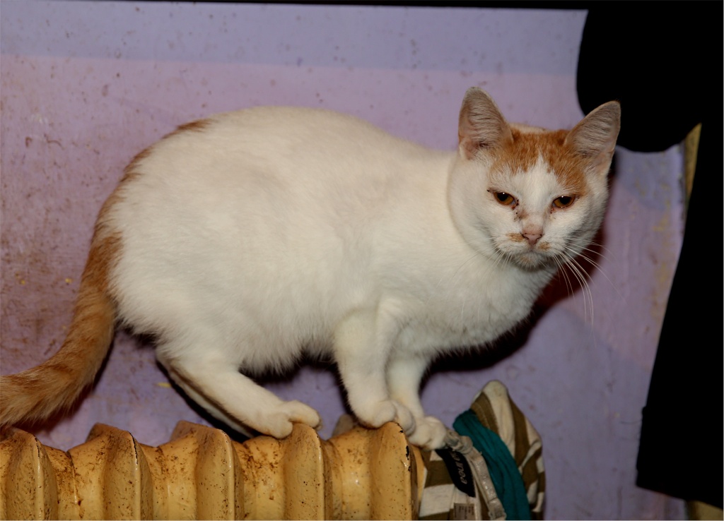 Parrainage des chats de Mme Angela Chats_17