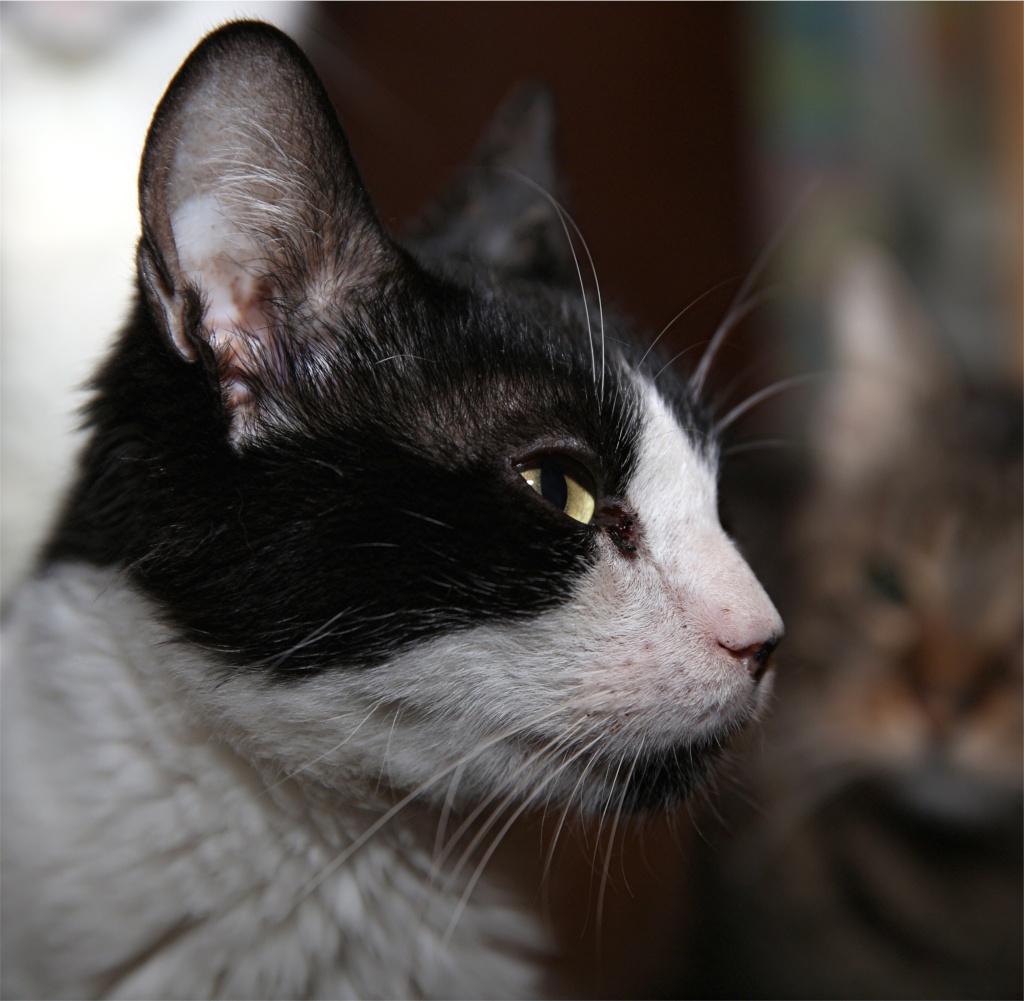 Parrainage des chats de Mme Angela Chats_26