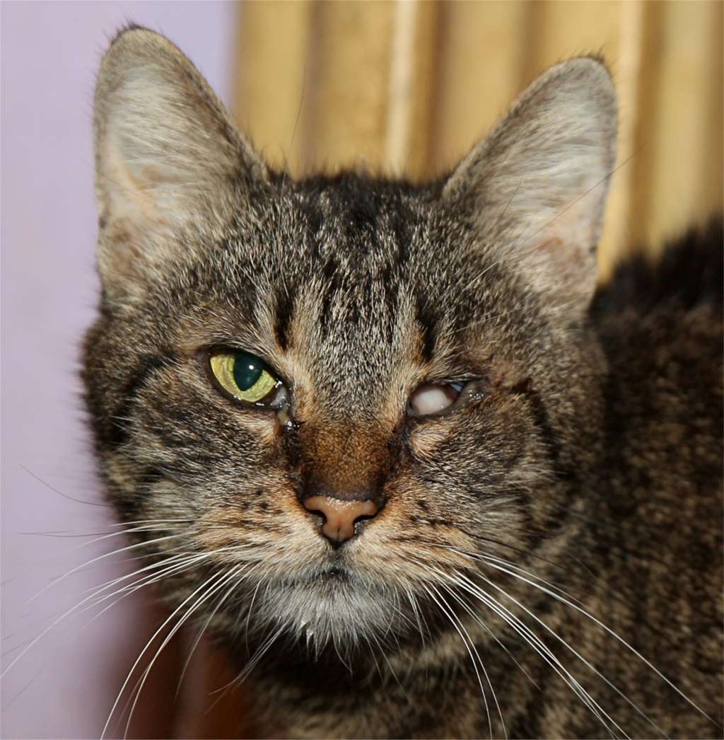 Parrainage des chats de Mme Angela Chatte15