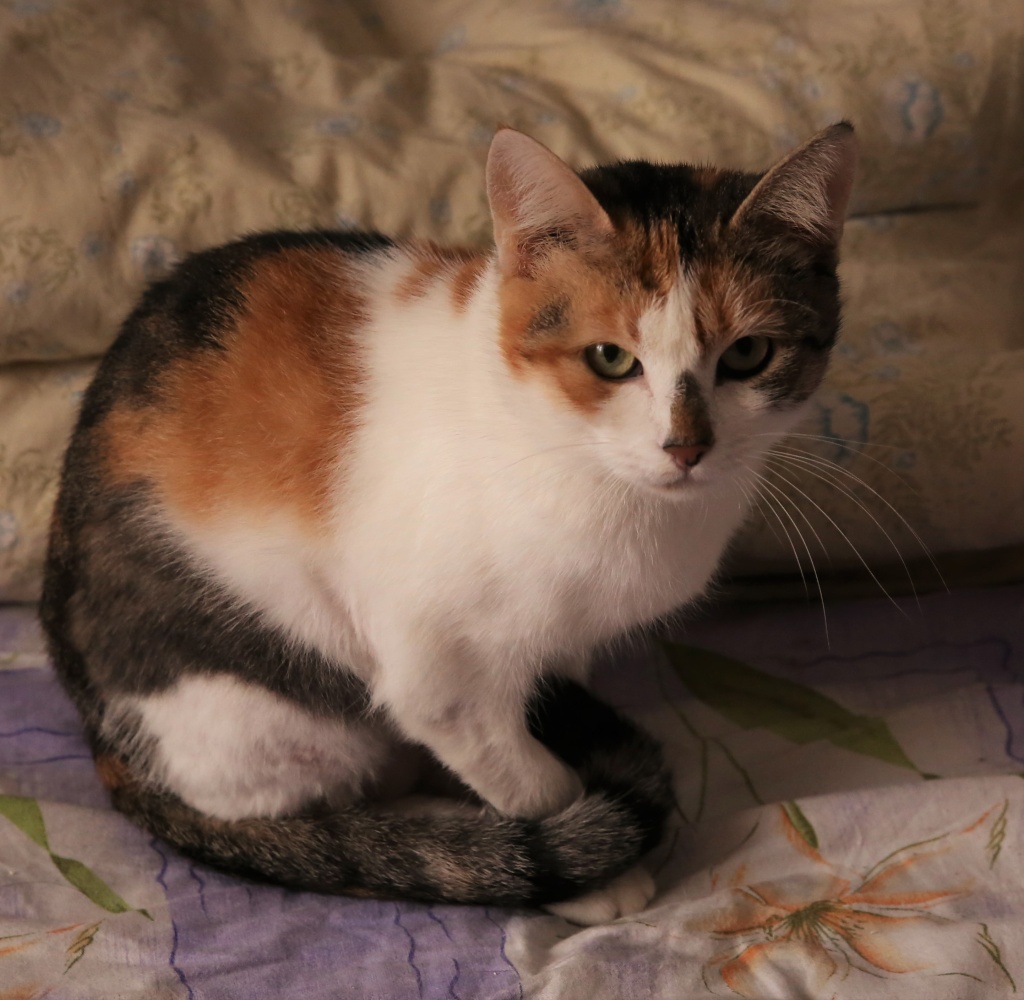 X Ina, petite chatte très maigre, en FA chez Monica est à parrainer - CLOS Ina_610