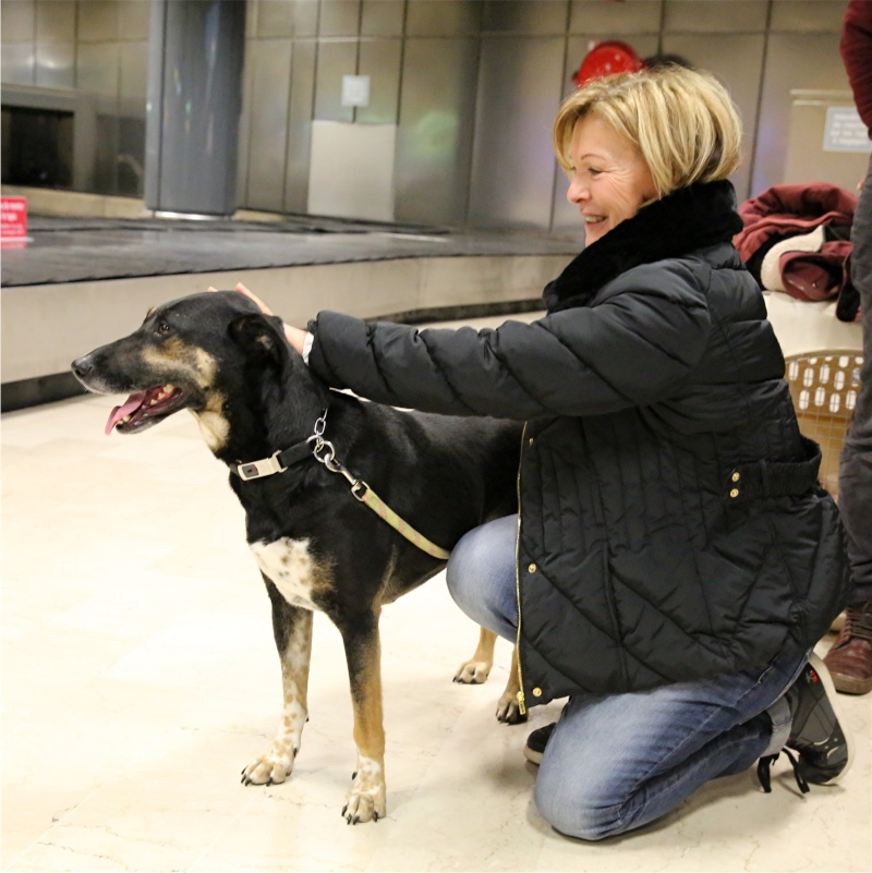 Sofia, puce très sociable, sauvée d'un raid des dog catchers, née en février 2013 Sofia_14