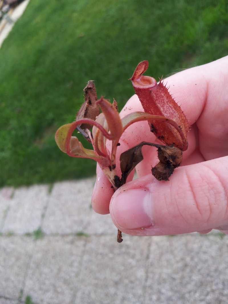 Nepenthes semblable à Nepenthes edwardsiana 20151112