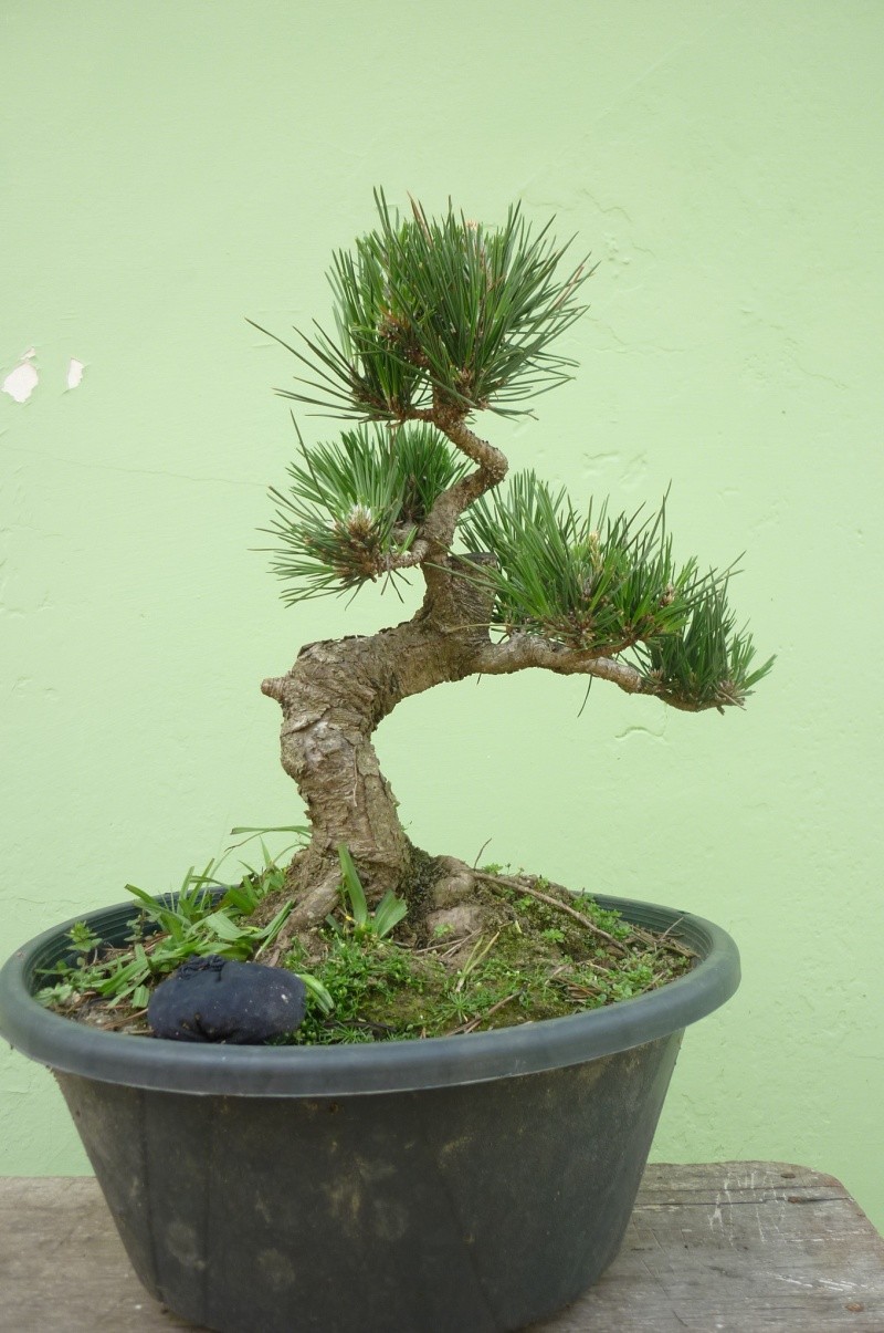 Japanese Black pine from seed - second style P1000910