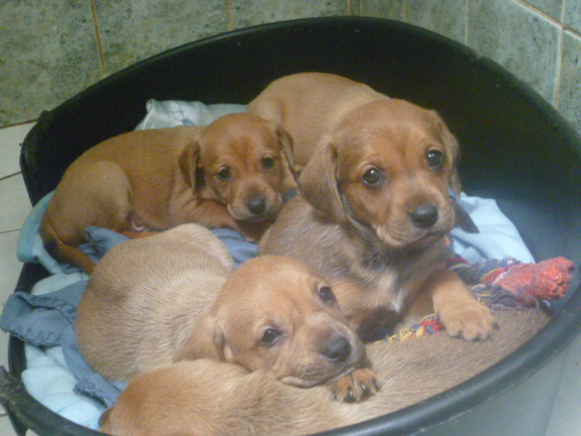 CHIOTS croisés beagle à réservé (ASSO GALIA 85) Beagle10