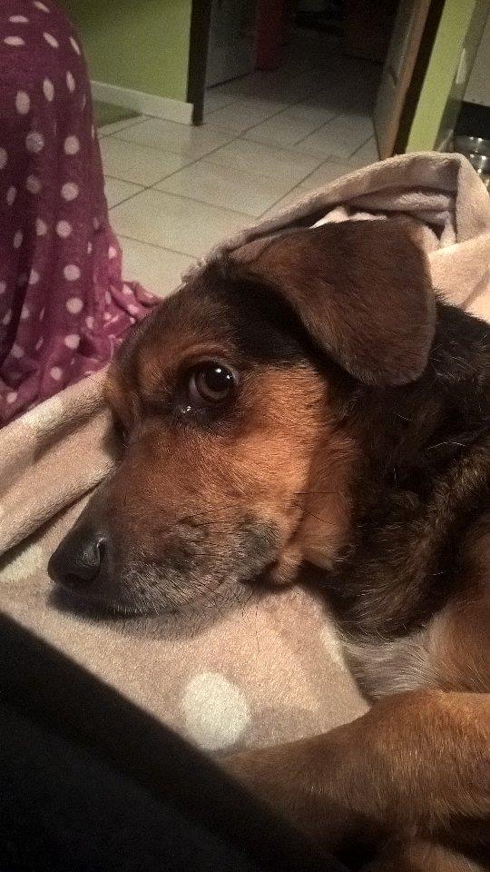 ELTON x ratier env 6 ans - sauvé de l'euthanasie en fourrière d'Espagne  - en FA dpt 60 - asso SOS chiens France 12647810
