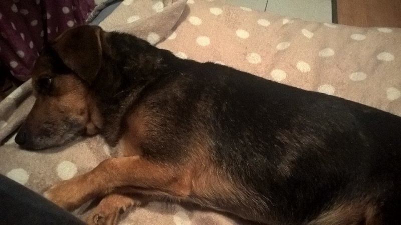 ELTON x ratier env 6 ans - sauvé de l'euthanasie en fourrière d'Espagne  - en FA dpt 60 - asso SOS chiens France 12650411