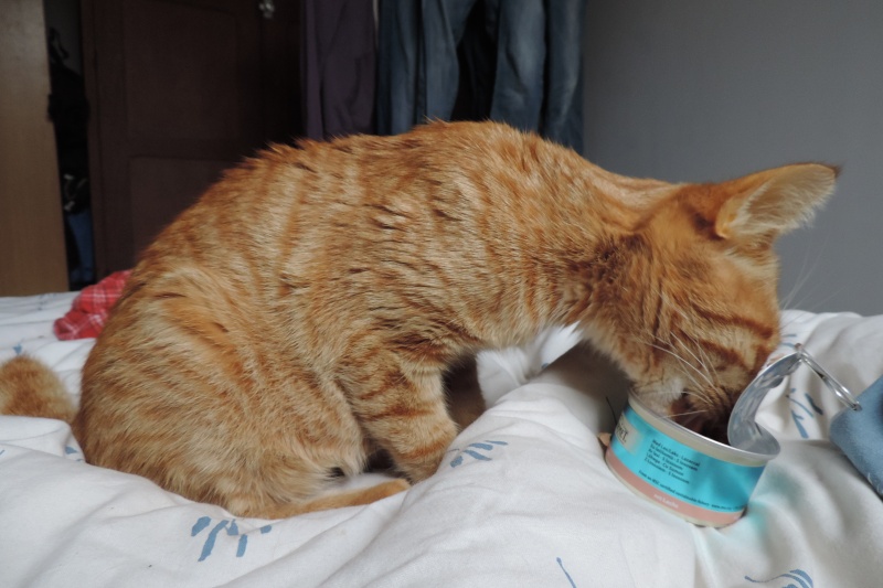 Gongolo, chaton roux, né mi-mai 2015 (poste adoption déplacé) Dscn6611