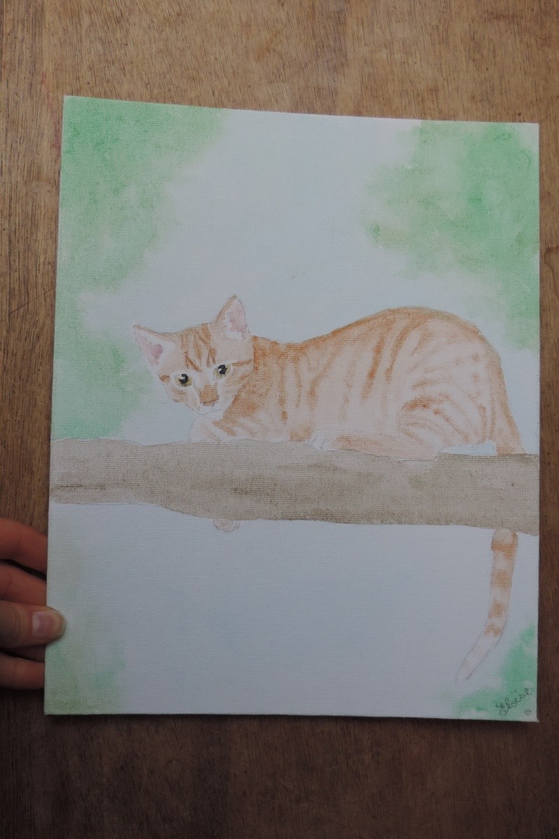 Gongolo, chaton roux, né mi-mai 2015 (poste adoption déplacé) - Page 2 Dscn6612
