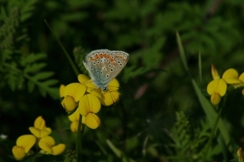 Papillon... Longue10