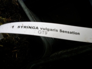 Lilas (syringa) "sensation" - Page 2 Photo_97
