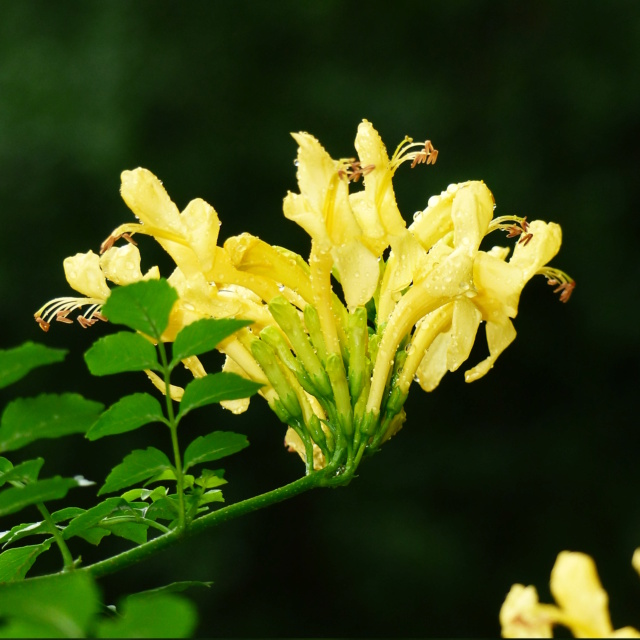 Plantes étonnantes (ou belles ou intéressantes ou marrantes ou ce que vous voulez) - Page 2 Teco2n10