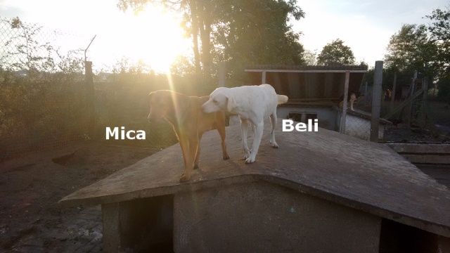 MICA, Né 2013, 17 kg - sympa (BELLA) - Pris en charge Association GALIA - EN FUITE Mica_e12